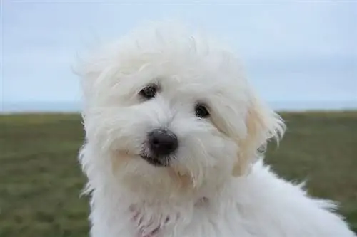 Un chien bichon havanais blanc