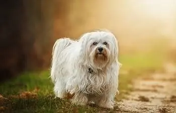 9 beste hondekos vir Havanese – 2023 resensies & topkeuses