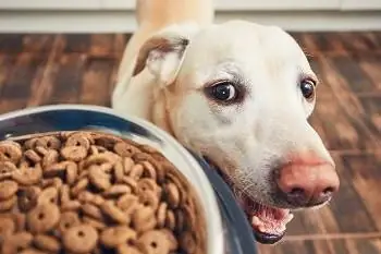 6 mejores alimentos para perros para las infecciones del oído en 2023 – Reseñas & Las mejores selecciones