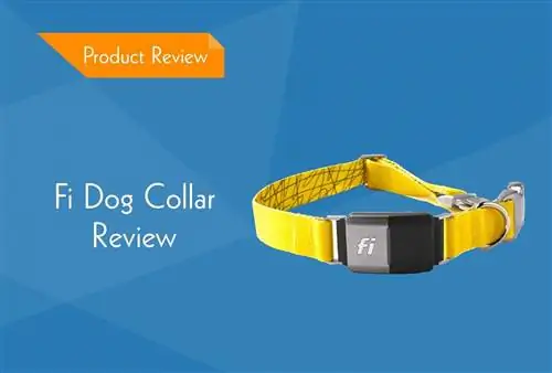 Recensione del collare per cani Fi 2023: un collare localizzatore GPS intelligente (Pro & Contro)