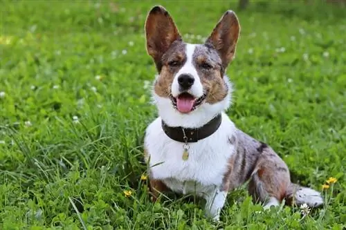 cachorro corgi com coleira de couro sentado na grama