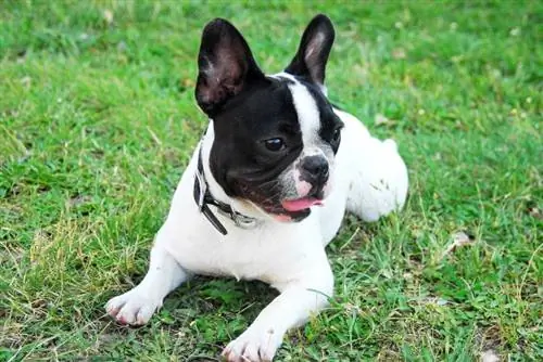 Boston terrier ξαπλωμένο στο γρασίδι