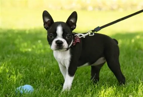 Boston Terrier