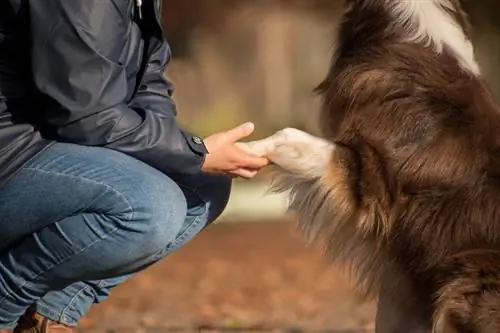 เจ้าของจับมือสุนัขต้อนออสเตรเลียของเขา