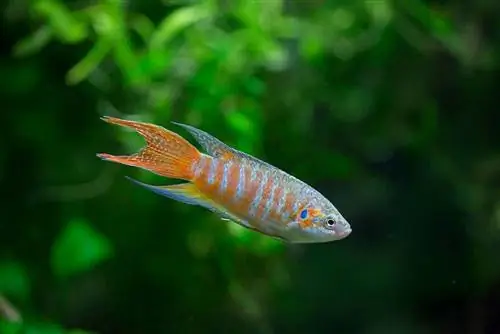 Ikan surga