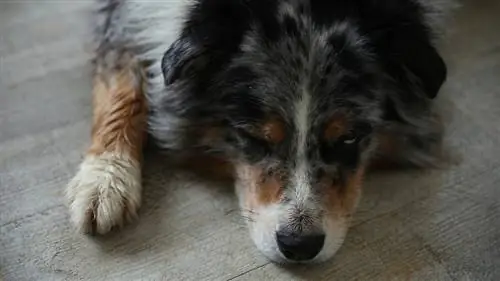 may sakit na australian shepherd na aso na nakahiga sa sahig