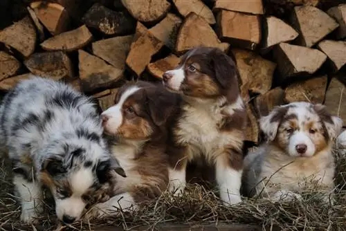 Cuccioli di pastore australiano