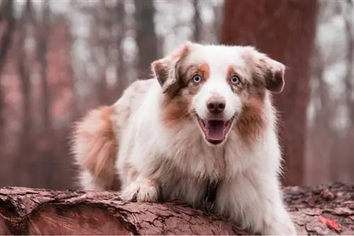 Red Merle Tri Australian Shepherd