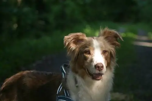 Red Merle Australian Shepherd aus nächster Nähe