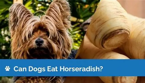 Itlar Horseradish yeyishi mumkinmi? Veterinar tomonidan ko'rib chiqilgan sog'liq uchun xavflar & tez-tez so'raladigan savollar