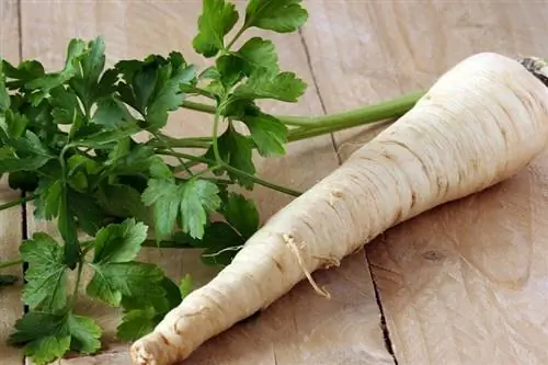 Horseradish