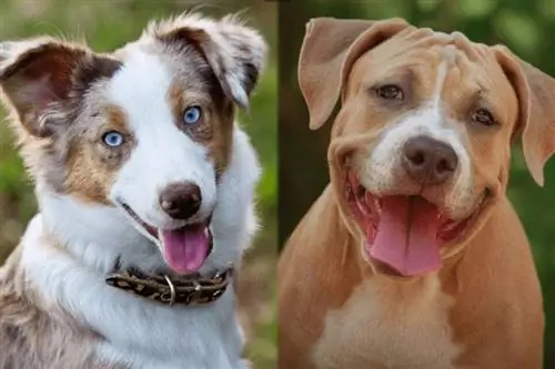 Australian Shepherd Pit Bull Mix: Imágenes, Temperamento & Rasgos