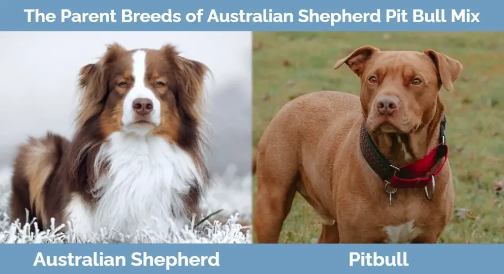 Οι μητρικές ράτσες του Australian Shepherd Pit Bull Mix