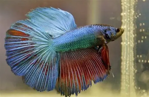 Betta ribica u depresiji: simptomi, uzroci & Liječenja