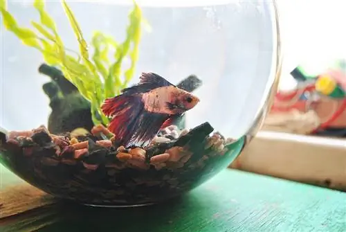 Betta Fish sa isang Mangkok