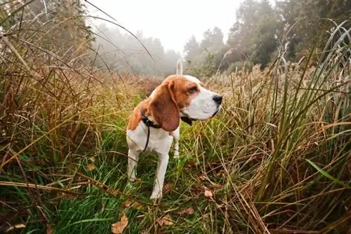 Beagle en una cacería