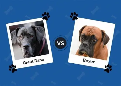 Great Dane vs Boxer: Qhov txawv ntawm qhov tseem ceeb (nrog duab)