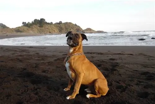 bokserhond op die strand