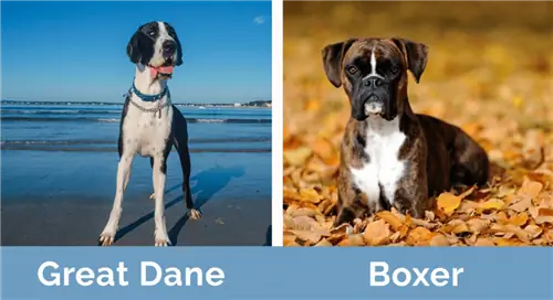 Boxer Greatdane X