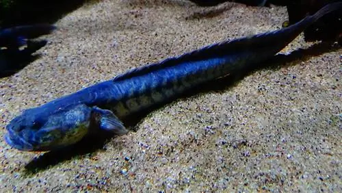 5 cei mai buni parteneri de rezervor pentru Dragon Fish Goby: Ghid de compatibilitate 2023