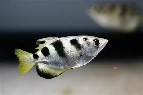 Archerfish