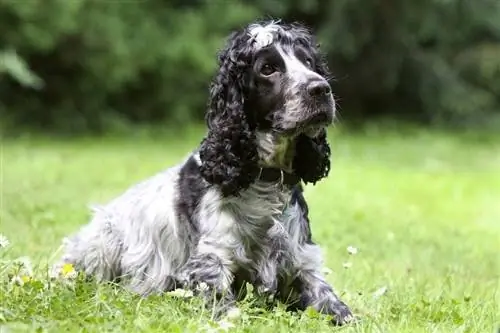 Schwarz-weißer Cockerspaniel