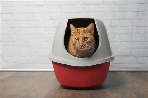 8 Pinakamahusay na Dog-Proof Cat Litter Boxes – 2023 Review & Buyers Guide