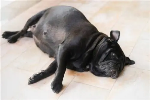 pug mang thai nằm trên sàn nhà