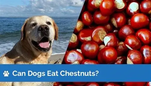 Kan honde kastaiings eet? Is kastaiings veilig vir honde?