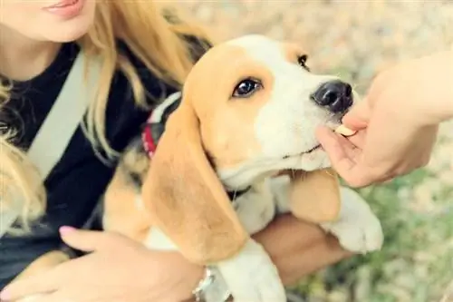 beagle valp hund spiser fra hand_feel photo art_shutterstock