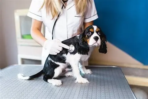 doktor haiwan memeriksa Cavalier King Charles Spaniel