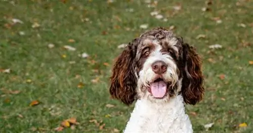 Tuvplāns ar brūnu un b altu bernedoodle suņa seju brīvā dabā