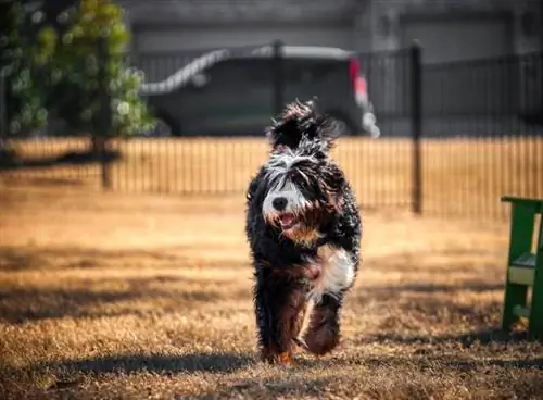 cachorro Bernedoodle brincando no parque