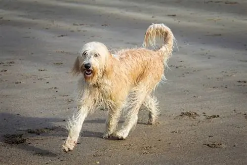 gele labradoodle in het zand