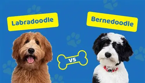 Labradoodle versus Bernedoodle: de verschillen (met afbeeldingen)