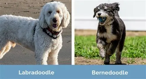 Labradoodle vs Bernedoodle naast elkaar