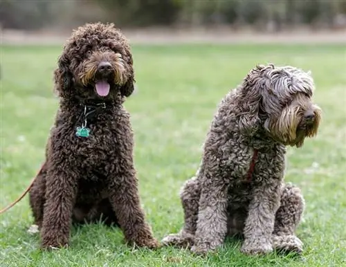 mannelijke en vrouwelijke labradoodles in het park