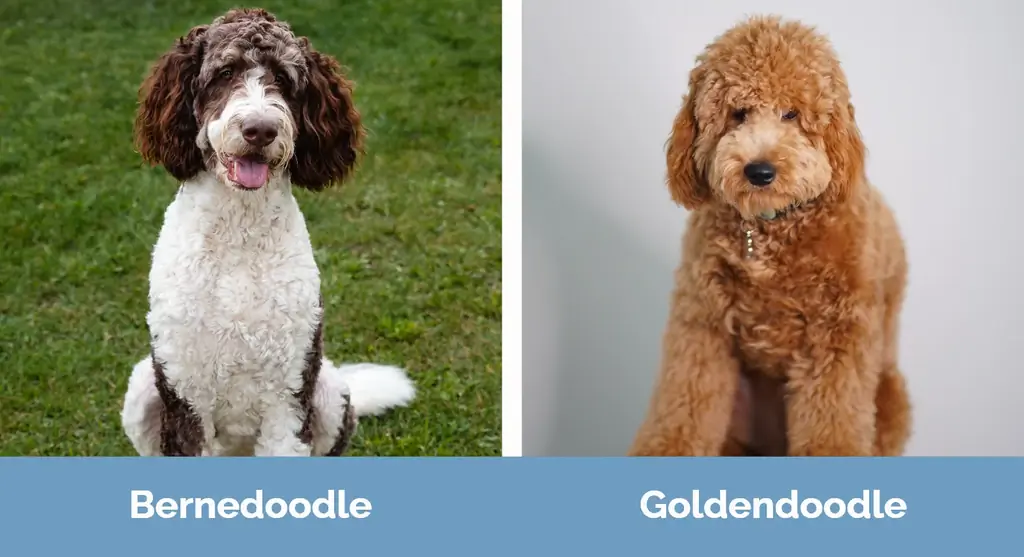 Bernedoodle versus Goldendoodle - Visuele verschillen