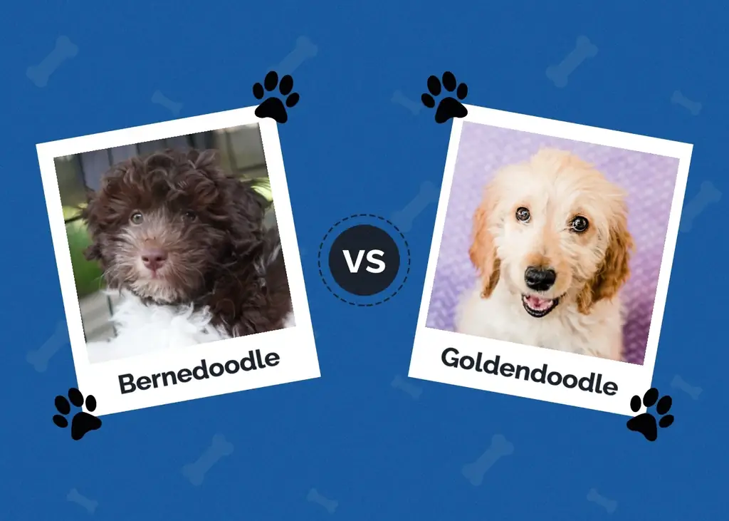 Bernedoodle vs Goldendoodle: The Differences (With Pictures)