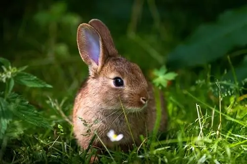 Divlji narančasti Rabbitbunny s velikim ušima u svježoj zelenoj šumi