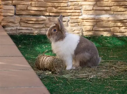 un coniglio in giardino con fieno e giocattoli