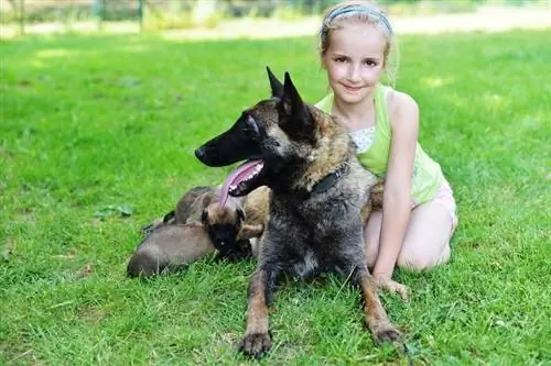 Er belgiske malinois gode familiekæledyr? Trænbarhed, Temperament & Sundhed