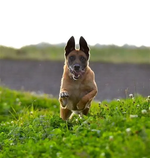 belgiese malinois hardloop