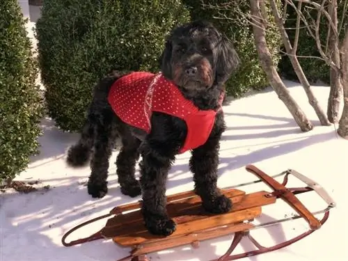 Portugese Waterhond uit in de sneeuw