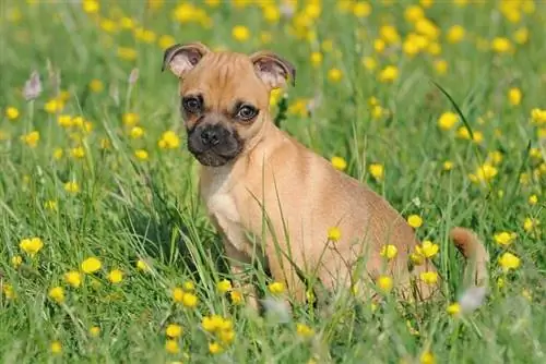 Kruik gemengde ras hond