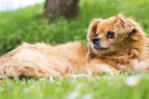 Pekinese wat op die gras lê