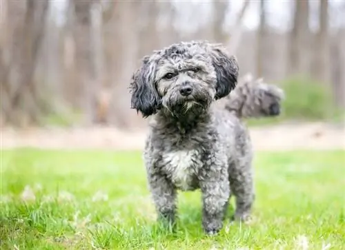 Blue_Gray Shih Tzu