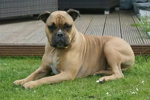 Olde English Bulldogge liegt auf Gras