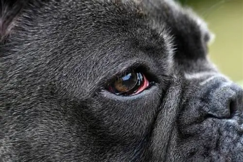 un bulldog francés azul con ojos infectados que muestra su tercer párpado