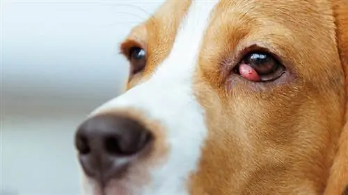 cerrar Beagle con ojo de cereza